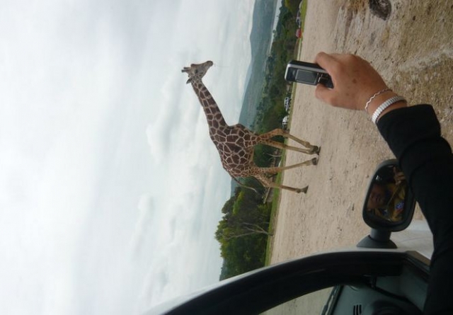 Una girafa frente al auto